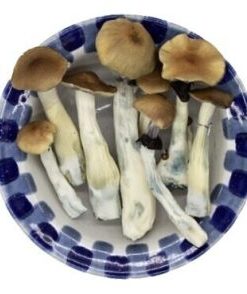 Lyophilized Golden Teacher Magic Mushrooms
