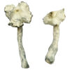 Albino Golden Teacher Mushrooms
