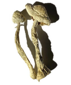 Moby Dick Magic Mushrooms