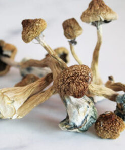 Psilocybe Azurescens